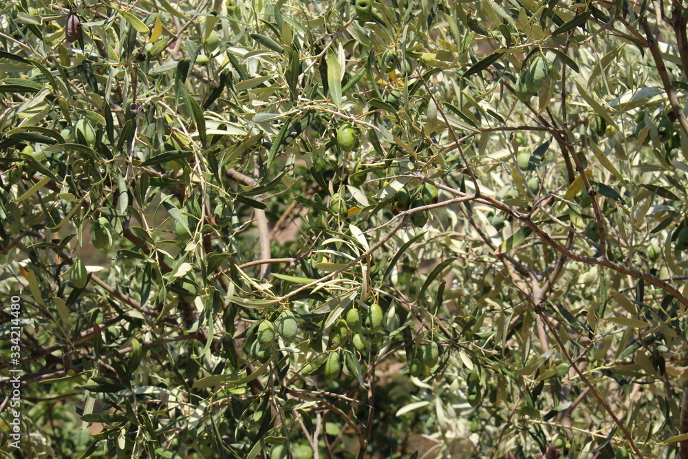 Green olive tree with olives on branch in Crete Island, Greece. Green olive tree with olives on branch in Crete Island, Greece.