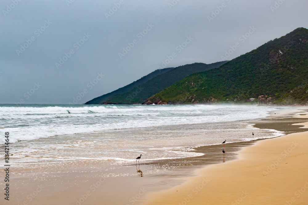 Em um dia cinzento  um bando de pernilongo-de-costas-brancas na areia da praia dos Açores, Florianópolis, Brasil