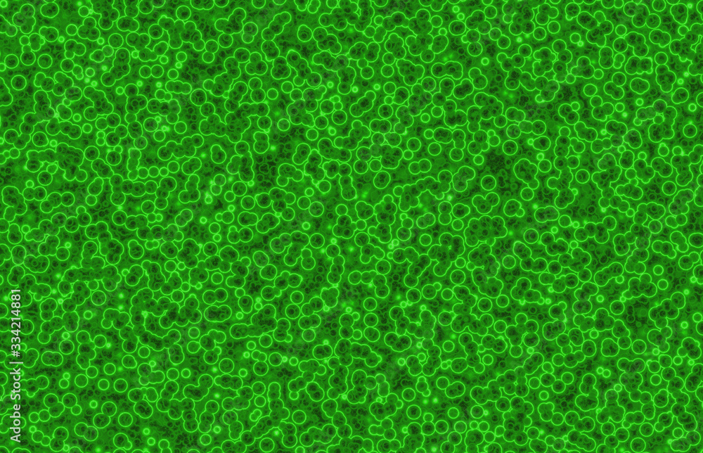 bacteria cells bacteria cells