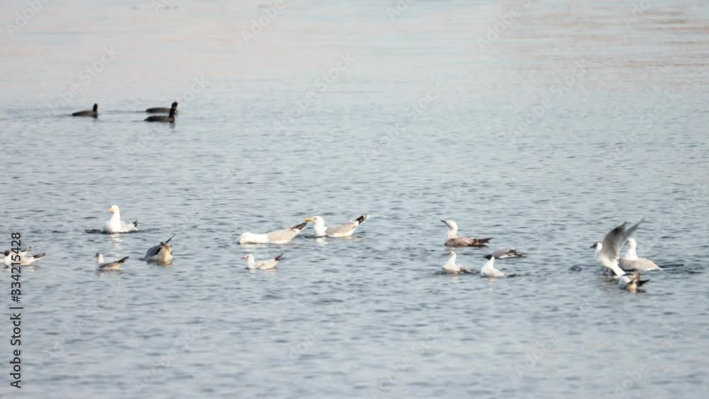 Seagulls eating in the water. Seabirds biodiversity of insular ecosystems,marine-derived nutrients, Seabirds and island communities, Biodiversity awareness conservation of insular species Seagulls eating in the water. Seabirds biodiversity of insular ecosystems,marine-derived nutrients, Seabirds and island communities, Biodiversity awareness conservation of insular species