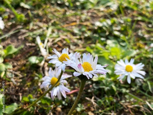 daisies in field