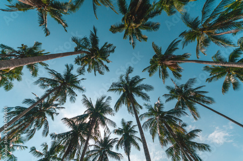palm trees leaves on blue sky background