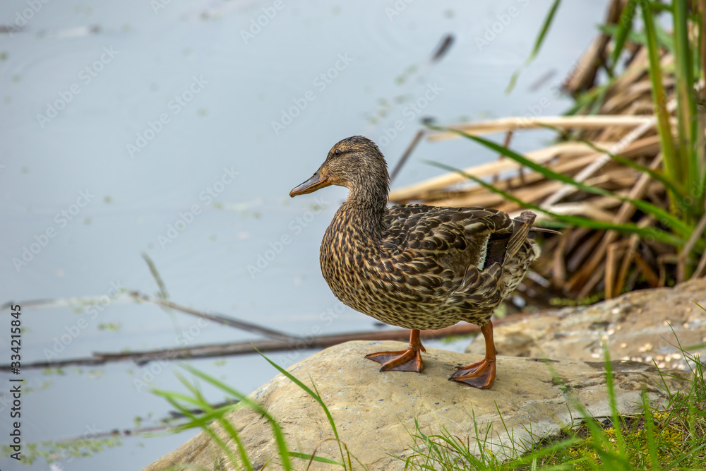 Fototapeta premium mallard duck standing on rock by river