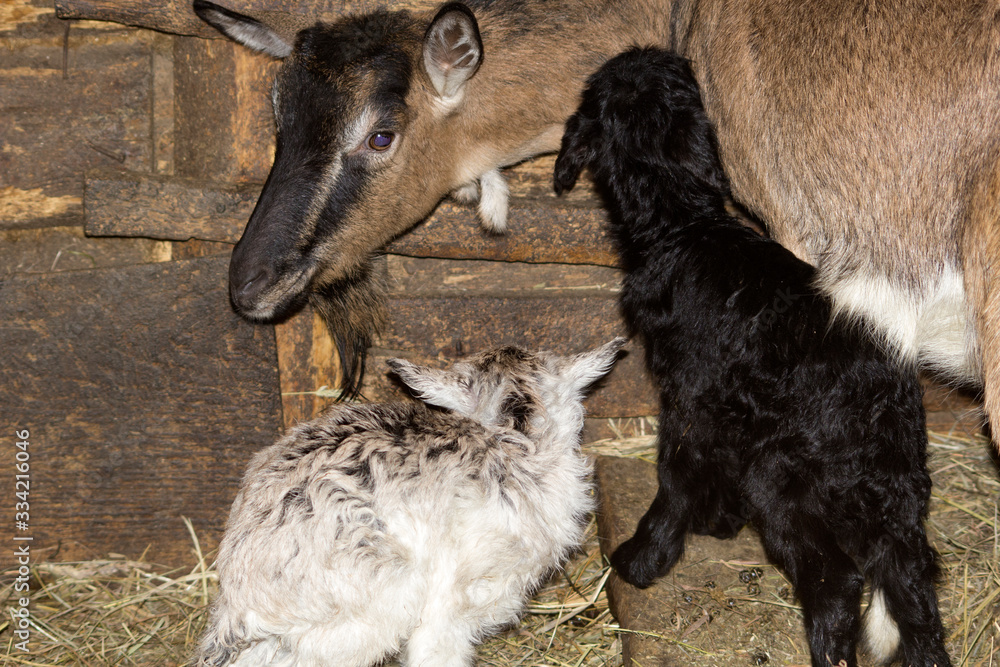 Obraz premium Two small newborn baby goats stand in a shed near the goat's mother. The goat tilted its head towards the black and white goats