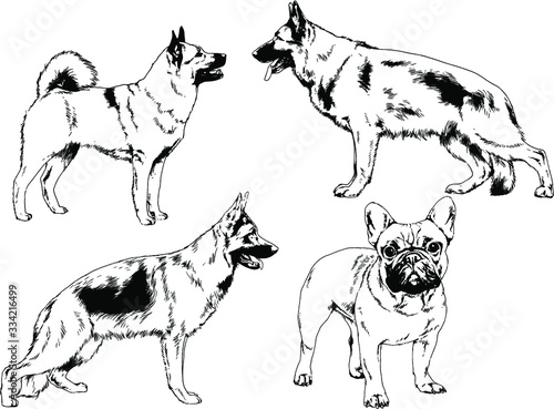 vector drawings sketches pedigree dogs in the racks drawn in ink by hand   objects with no background