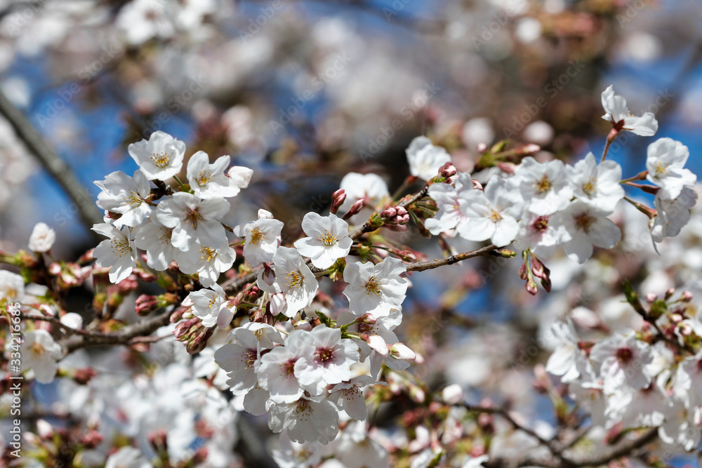 Fototapeta Cherry blossoms in full bloom