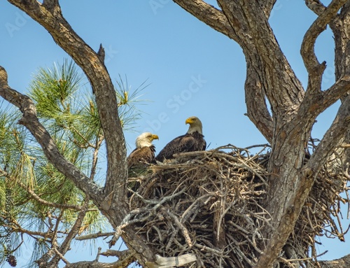 Low angle shot of two eagles on their nest on Kennedy Space Center under a clear sky