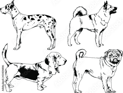 vector drawings sketches pedigree dogs in the racks drawn in ink by hand   objects with no background