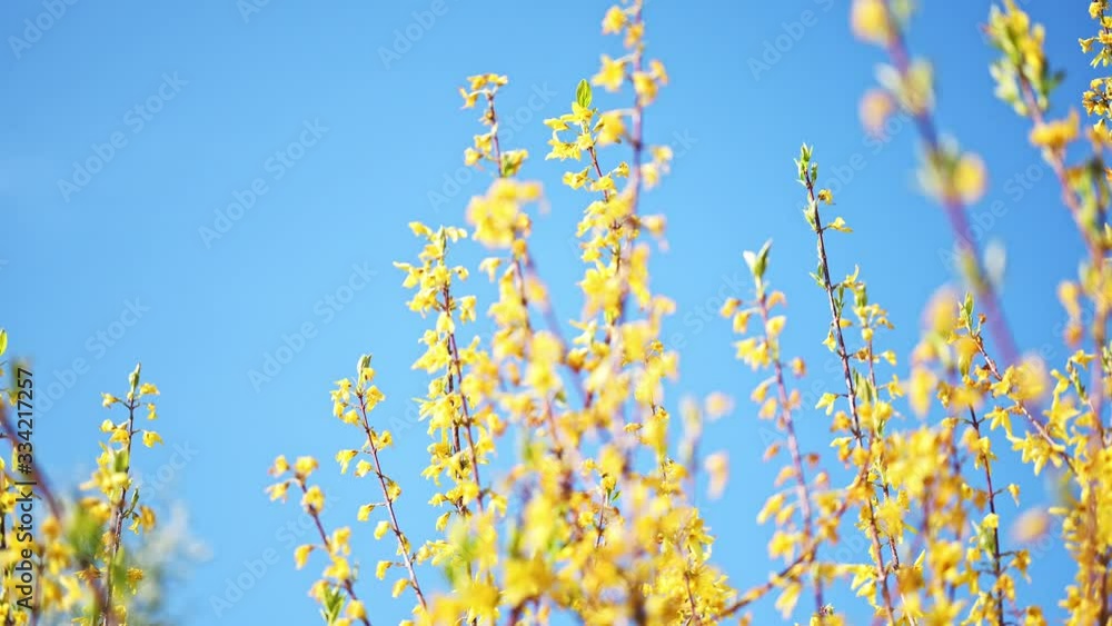 flower, eastern, spring flower, eastern, spring