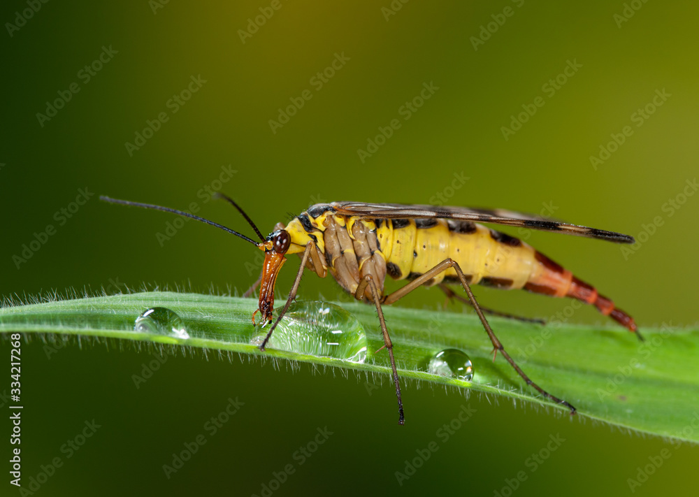 Fototapeta premium Weibliche Skorpionsfliege trinkt Tau