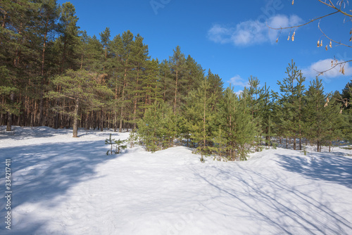 Early spring in the forest Sunny snow melts pine forest. © dimmas72