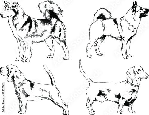 vector drawings sketches pedigree dogs in the racks drawn in ink by hand   objects with no background