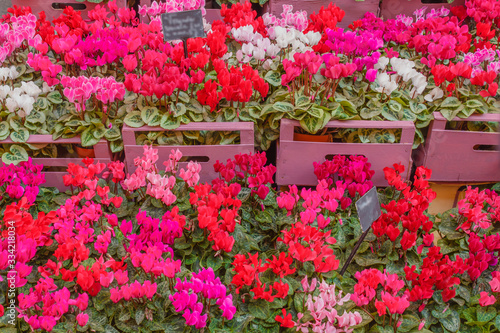  A steps of colored cyclamens /The cyclamen is a particular flower with bright colors that resists cold temperatures down to minus three degrees.