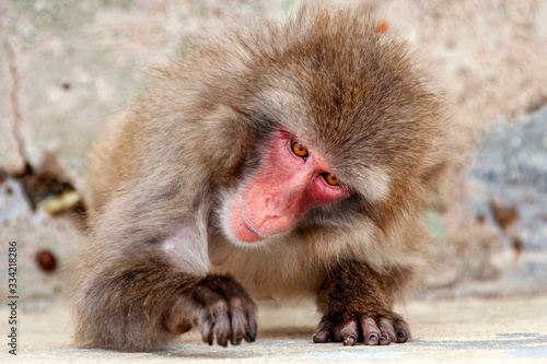 Japanese macaque monkey. © policas