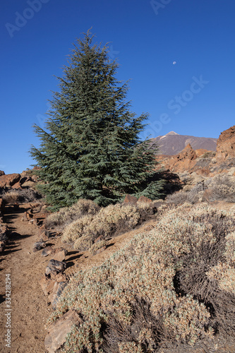 The lonely fir-tree grows on lava field at the bottom of a Teide volcano in Teide national park, Tenerife, Canary Islands, Spain.