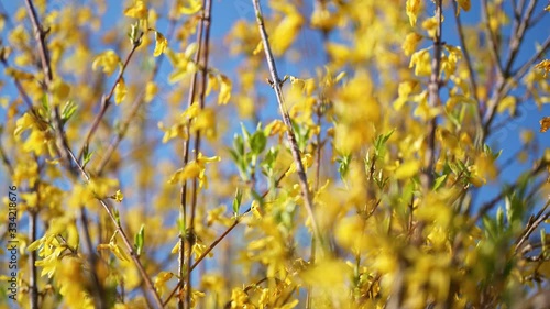 flower, eastern, spring