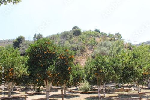 Orange tree in the orange garden in Crete Island, Greece. 