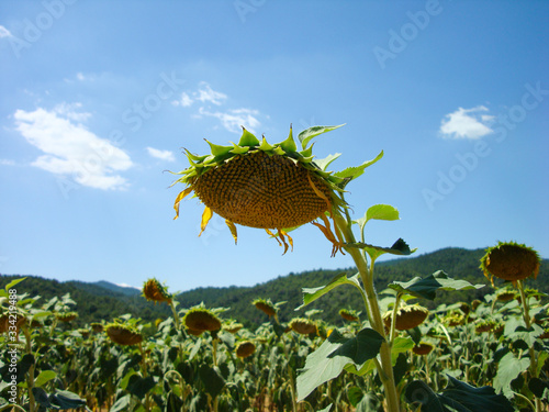 Sunfower blooming at the sun photo