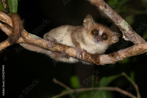 A little mouse lemur on a branch, taken at night
