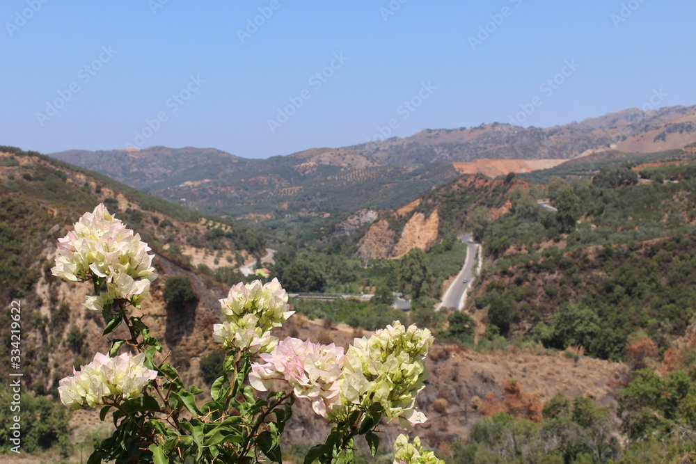 Green landscape with olive trees of southern Chania in Crete Island, Greece. 