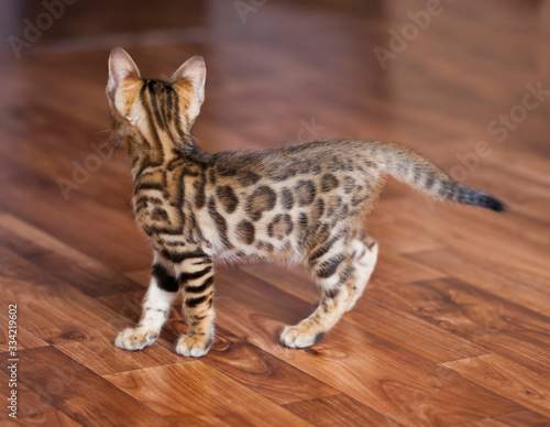 A Bengal kitten stands on the floor in a beautiful rack