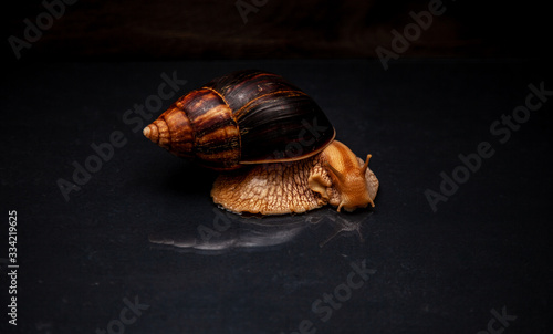 Portrait of a snail. Big African snail Achatina. Exotic pet not allergic. photo