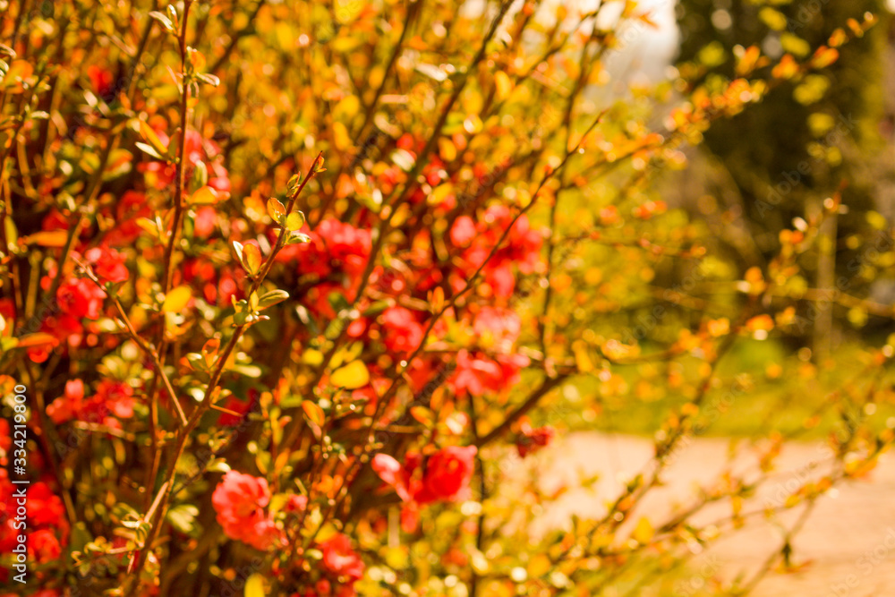 japan quince blossom japan quince blossom