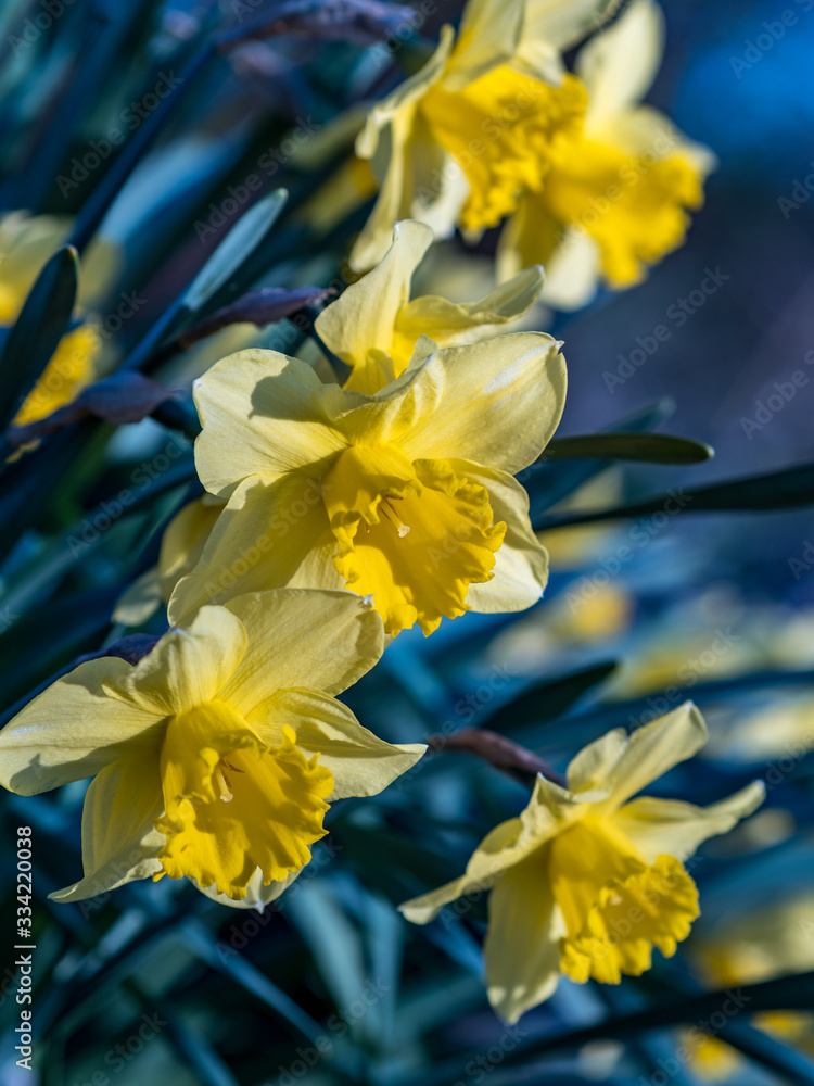 Obraz premium Daffodils