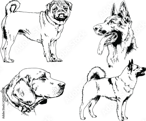 vector drawings sketches pedigree dog and cat drawn in ink by hand , objects with no background