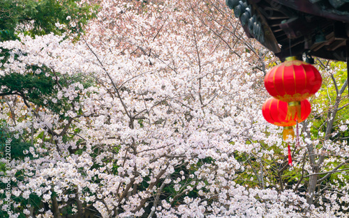 Cherry blossom in Guyi garden, Shanghai, China photo