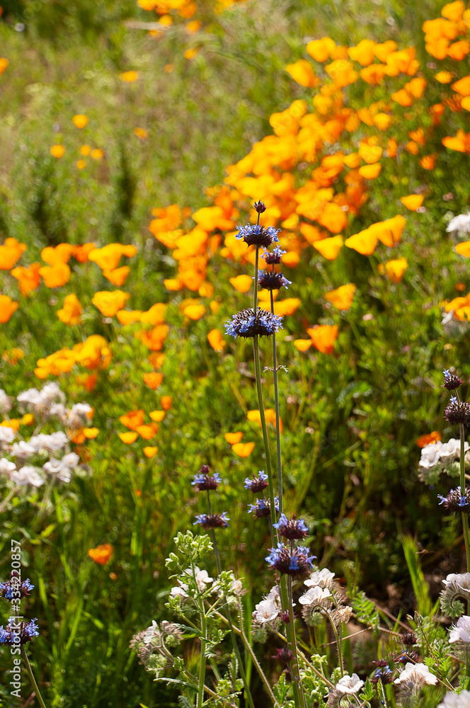 Obraz premium California Poppys