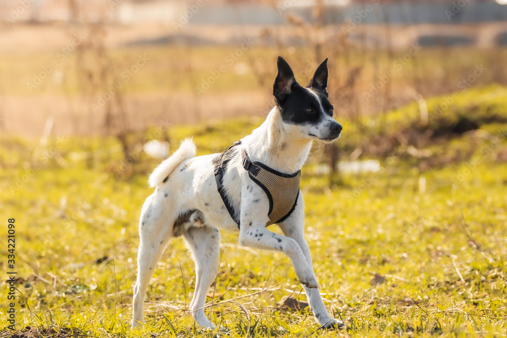 Dog in motion, runs in the field, basenji executes commands and plays