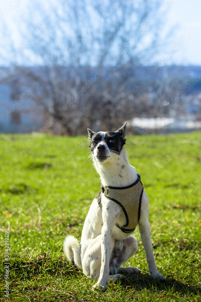 Focused dog catches feed, command to execute for basenji Focused dog catches feed, command to execute for basenji