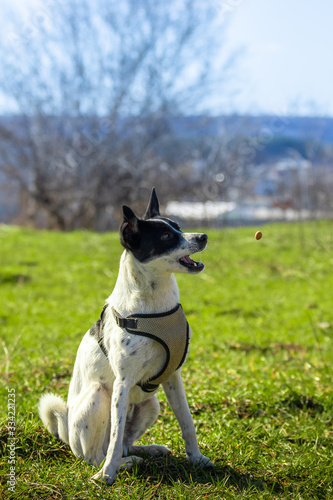 Focused dog catches feed, command to execute for basenji