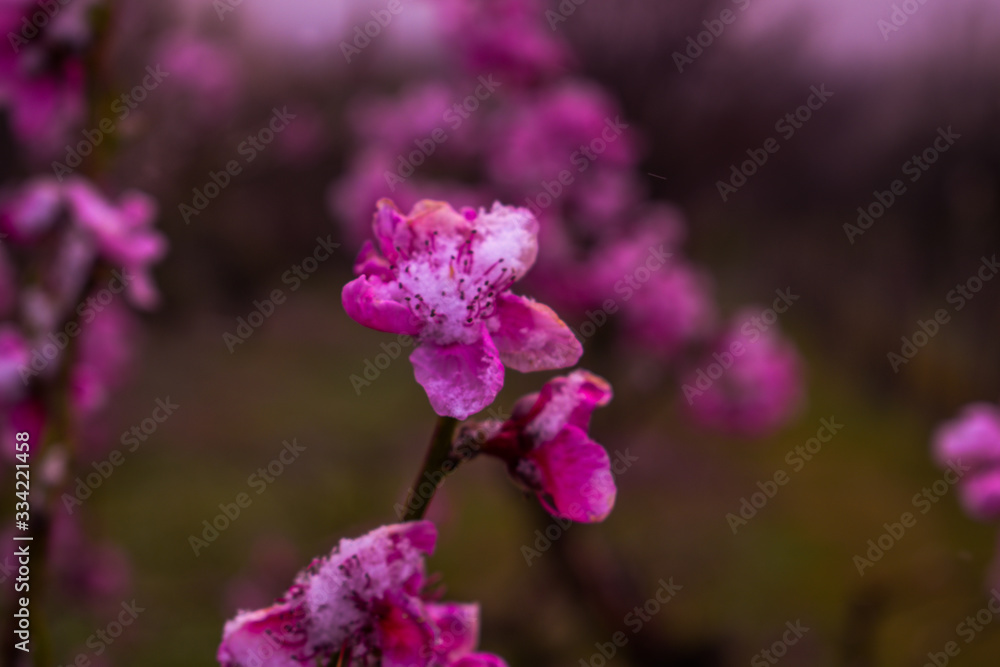 peach in winter