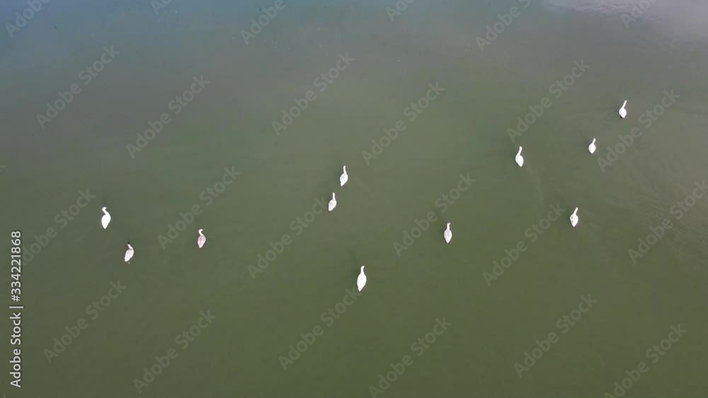 Aerial shot above a lake with birds swimming Aerial shot above a lake with birds swimming