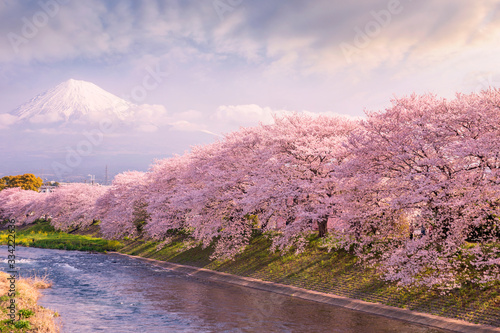 Cherry blossom trees along a river with Mt Fuji in the distance, Honshu, Japan photo
