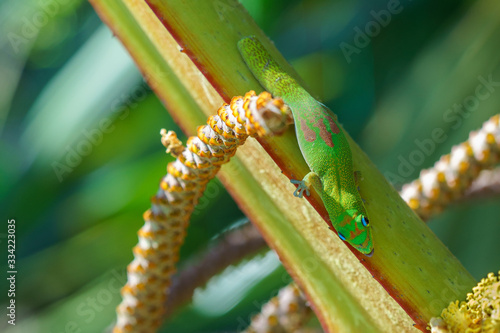 gecko vert sur branche et feuille de palmier