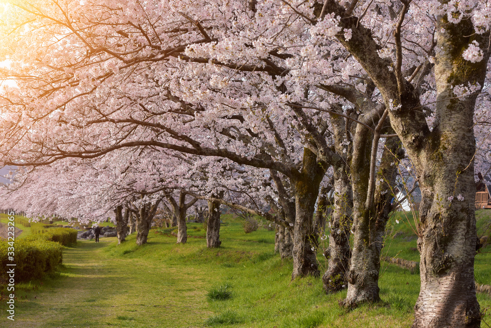 Cherry blossom trees in Hirosaki Park, Tohoku, Honshu, Japan Stock ...