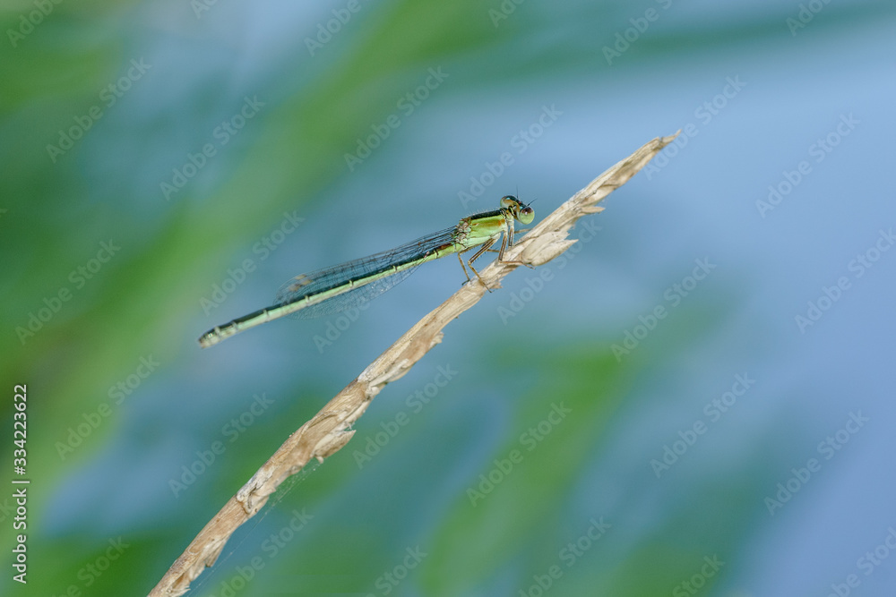 Agrion libellule sur feuille verte Agrion libellule sur feuille verte