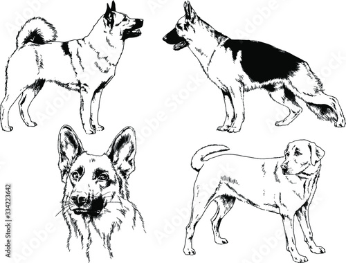 vector drawings sketches pedigree dog and cat drawn in ink by hand   objects with no background