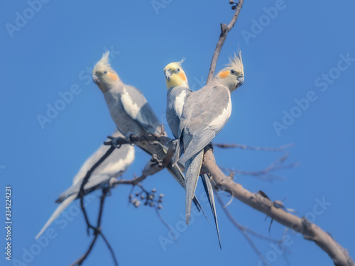 Four cockatiels perched in a tree, Australia photo