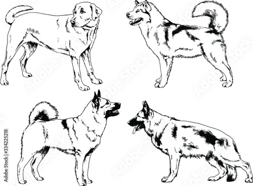 vector drawings sketches pedigree dogs in the racks drawn in ink by hand   objects with no background