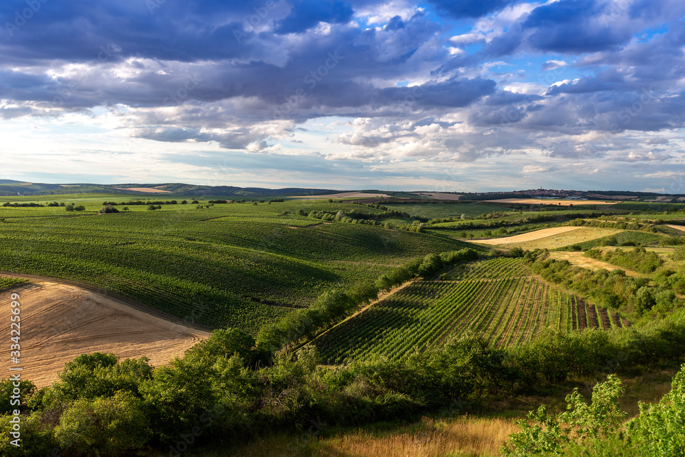 The view of the landscape is full of vineyards that divide the fields of grain and alleys in the setting sun