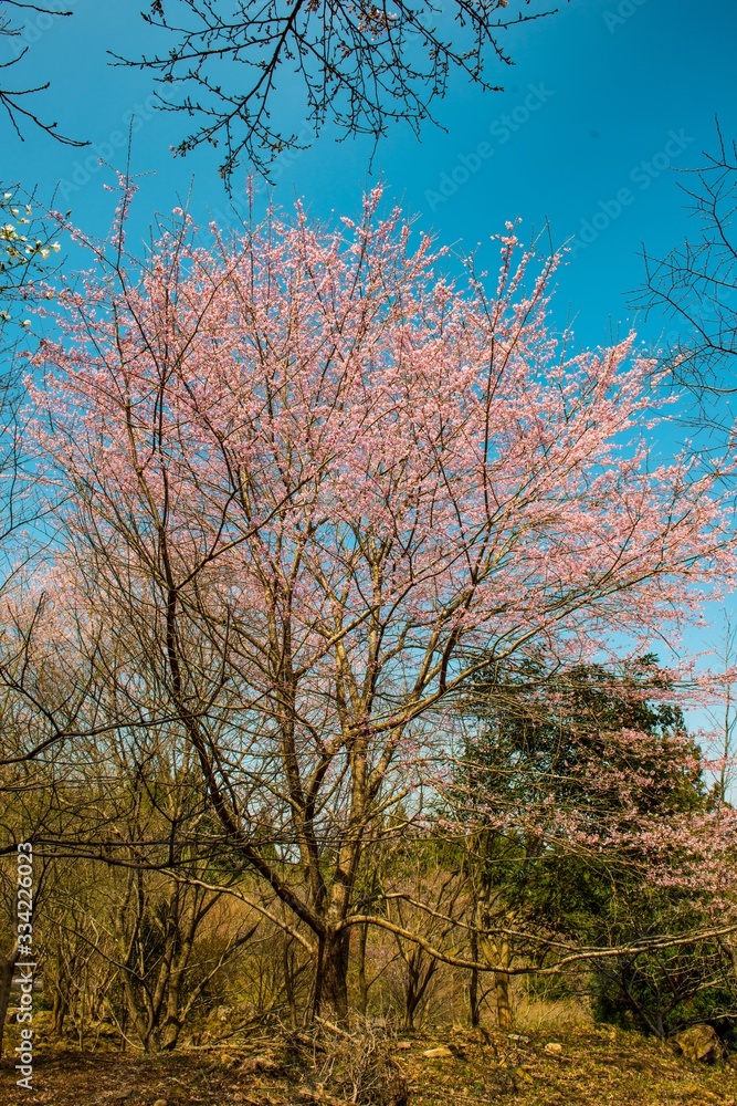 八面山の山桜