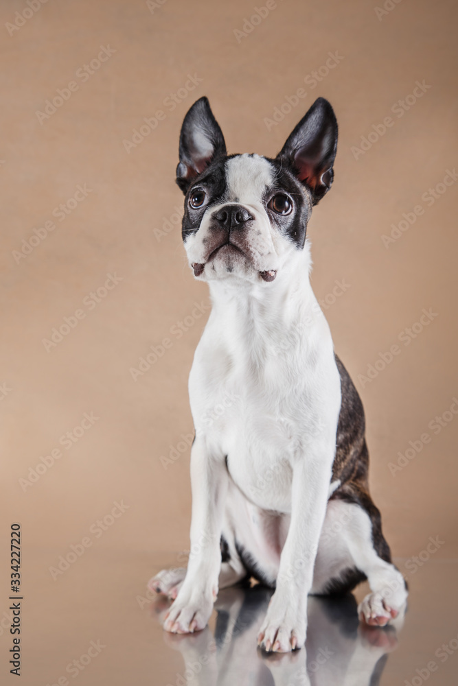 Puppy on a light beige background. Dog Boston Terrier portrait. Pet in the studio