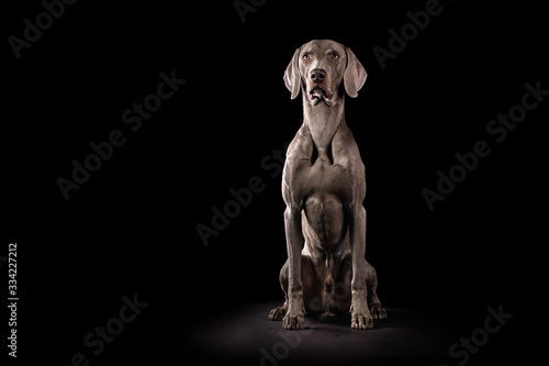 Foto Weimaraner