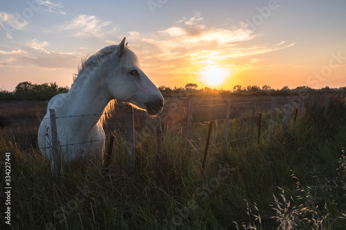 Horse of Camargue at sunset