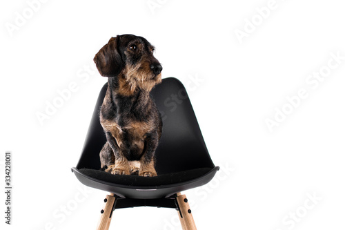 Dachshund Normalgrösse Drahthaar