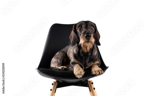 Dachshund Normalgrösse Drahthaar